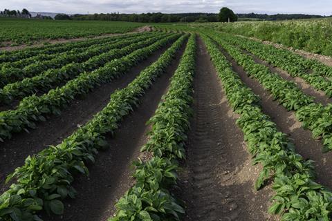 farming field crops
