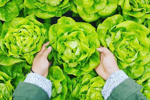 picking lettuce crop