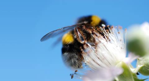 bee GettyImages-157373262