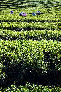 tea field pickers workers