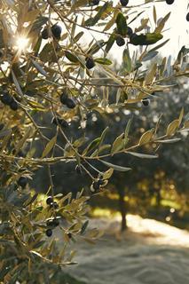 Filippo Berio olive trees (2)