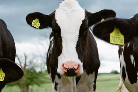 dairy cows UNSPLASH (1)