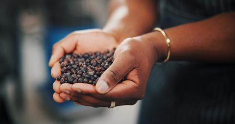Juniper berries