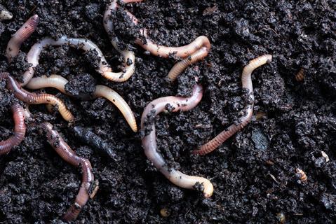 Soil worms Getty