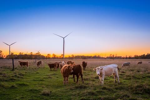 Cows cattle wind turbine