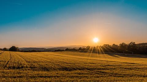 Field crops horizon sunset