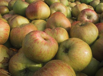 Cox takes a back seat as shoppers favour modern apples