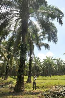 Accompanying image 5