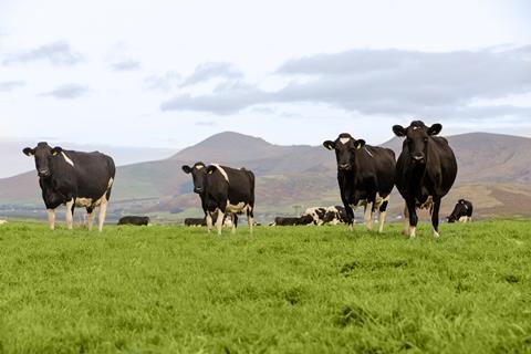 Dairy_Cows_in_lush_Green_Fields_in_Dingle_