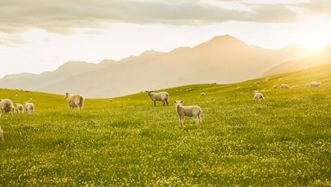 249873-lamb-farm-vista resized