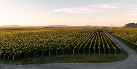 248532-hawkes-bay-vineyard-wide-shot resized