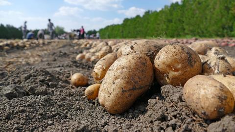 potato crop field farming