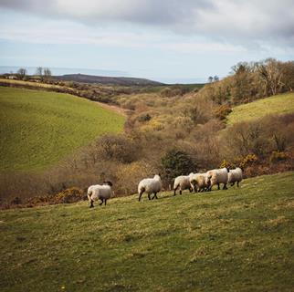 Heather_Birnie_Pembs_Lamb_015 resized