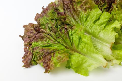 Lettuce GettyImages-1278762080