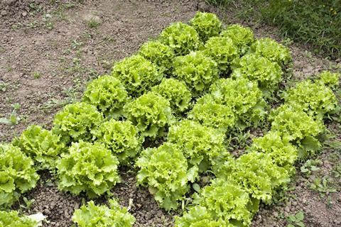 Lettuce GettyImages-182758618