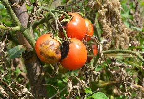 tomato crop disease