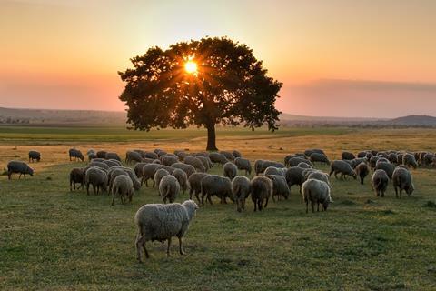 Sheep field