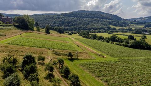 photo vineyards at Farm 1 EDIT cropped