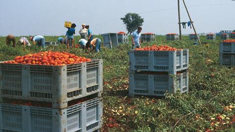 tomato pickers