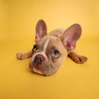 sad dog - storybox one main pic