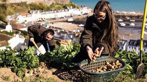 Jersey Royal potato harvest (3)