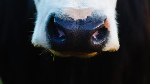 animal-close-up-cow-735969