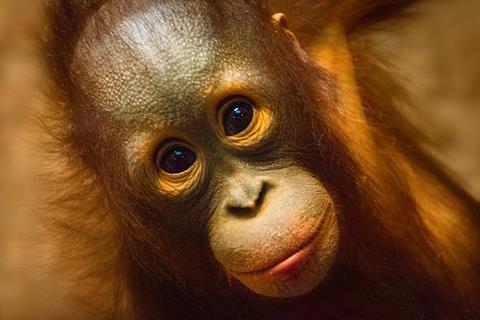Orangutan - Unsplash (2)