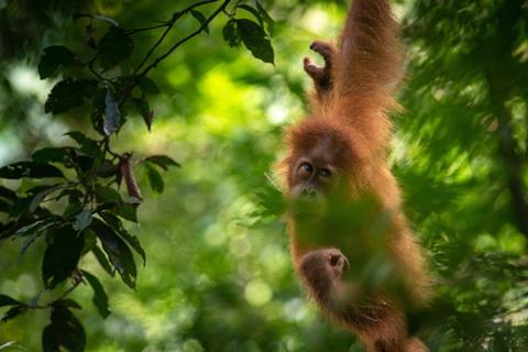 371955-Donor trip-orangutans-024-a909f4-original-1606919046 (1)