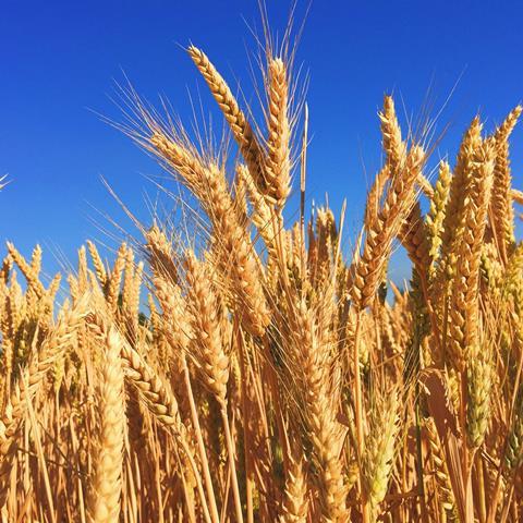 wheat farming unsplash