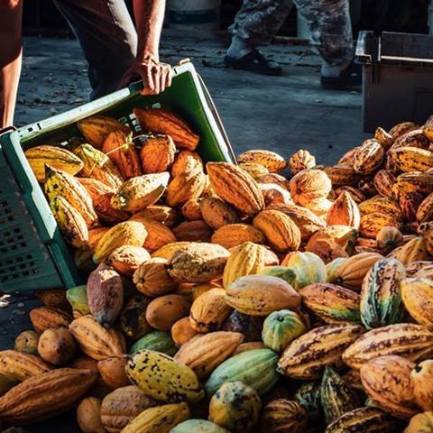 Cocoa prices