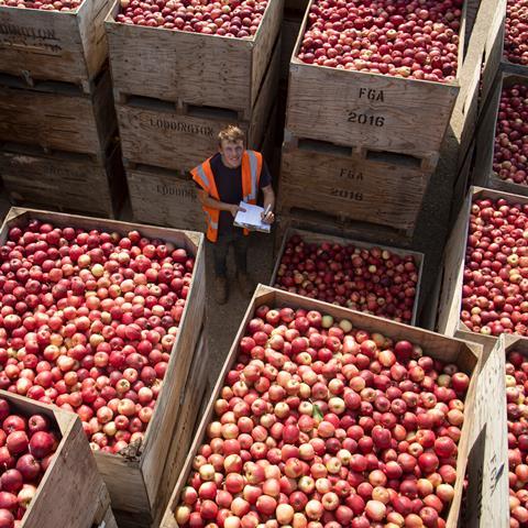 FSP_Loddington_Apple_Harvest_029 seasonal work fruit farm source - British Apples & Pears