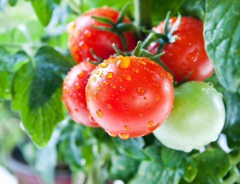 tomatoes GettyImages-471389011