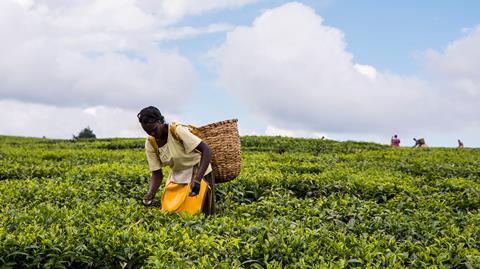 tea farm fairtrade farming kenya picker GettyImages-853943268