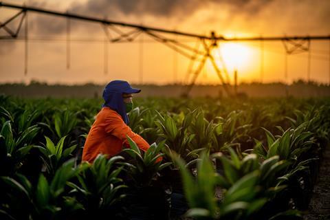 Daabon Palm plants