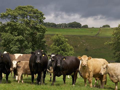 ahdb-cattle-386_0001