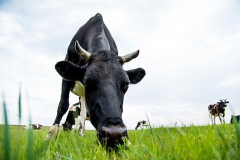 Cow GettyImages-615409228_0001