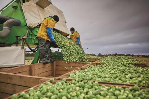 brusselssproutfarmaldi_521192