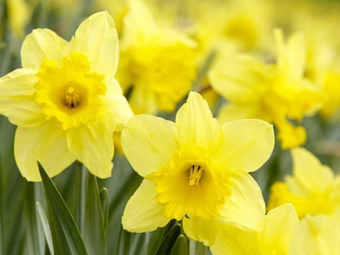 daffodils flowers easter