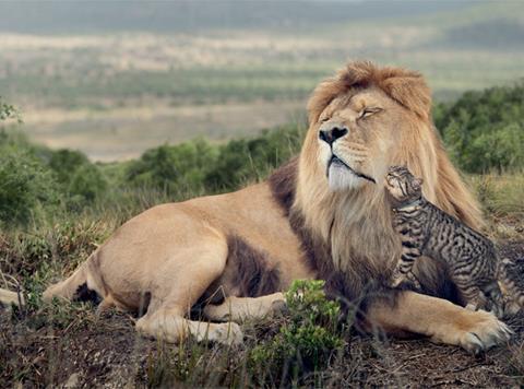 Whiskas big cat ad