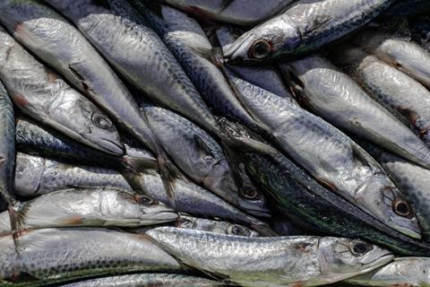 Atlantic mackerel (Scomber scombrus) - stock photo  -Getty