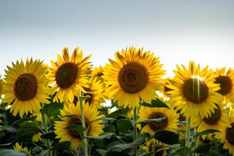 Sunflowers