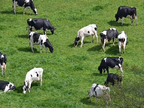 First Milk Cows