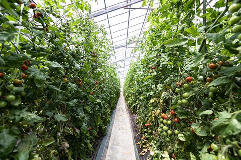 Tomato plants growing in a greenhouse