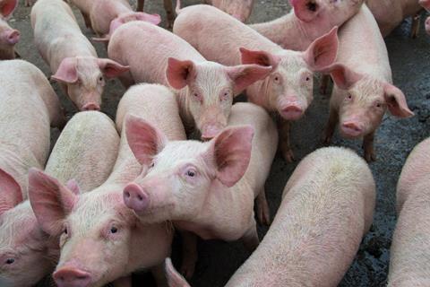 Pigs