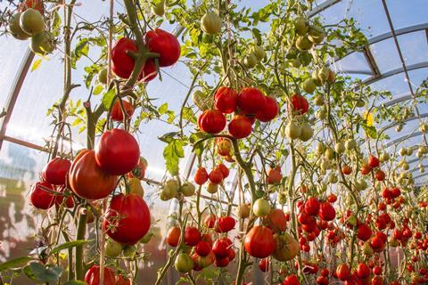 tomatoes in glasshouse- getty