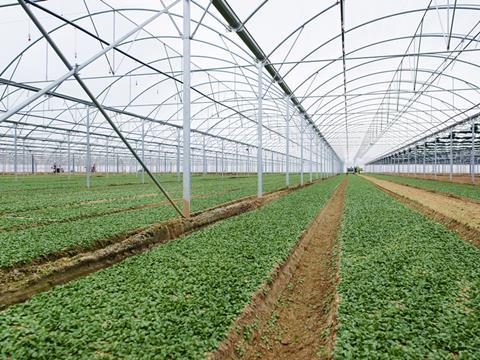 Florette polytunnel