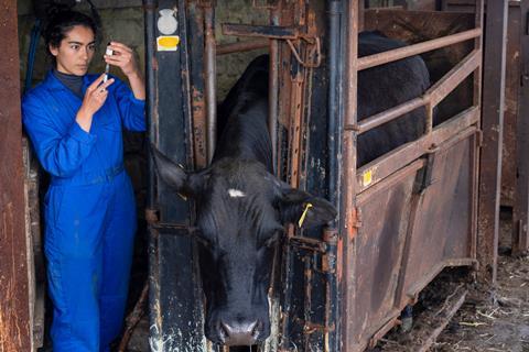 Farmer Preparing Injections for the Cattle