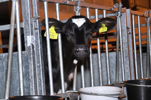 Dairy cow at Coombe Farm Organic Dairy