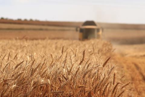 wheat crop field