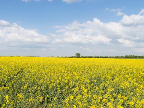 rapeseed field